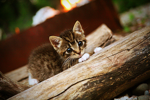 -意甲球队基于GPS数据优化跑动负荷及战术布置，意甲场均跑动