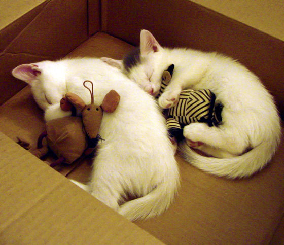 五大联赛主力球员季中期表现崩盘后数据驱动调节方法,五大联赛各位置赛季十佳球员