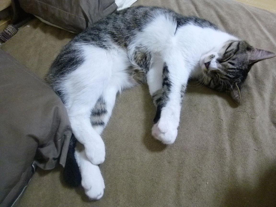 体育新闻中心构建面向国际的赛事快讯发布机制，体育新闻_社会新闻_国际新闻