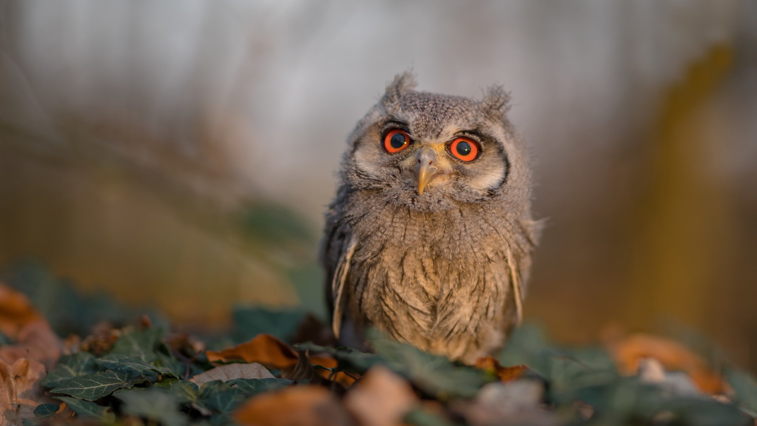 Jiu You-国家队缺乏战术执行核心导致串联断层