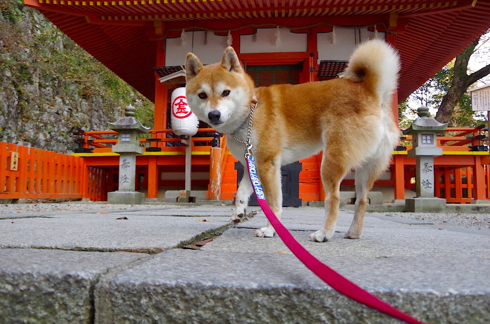 国内裁判培训体系改革全面提升执法专业水平，裁判培训计划