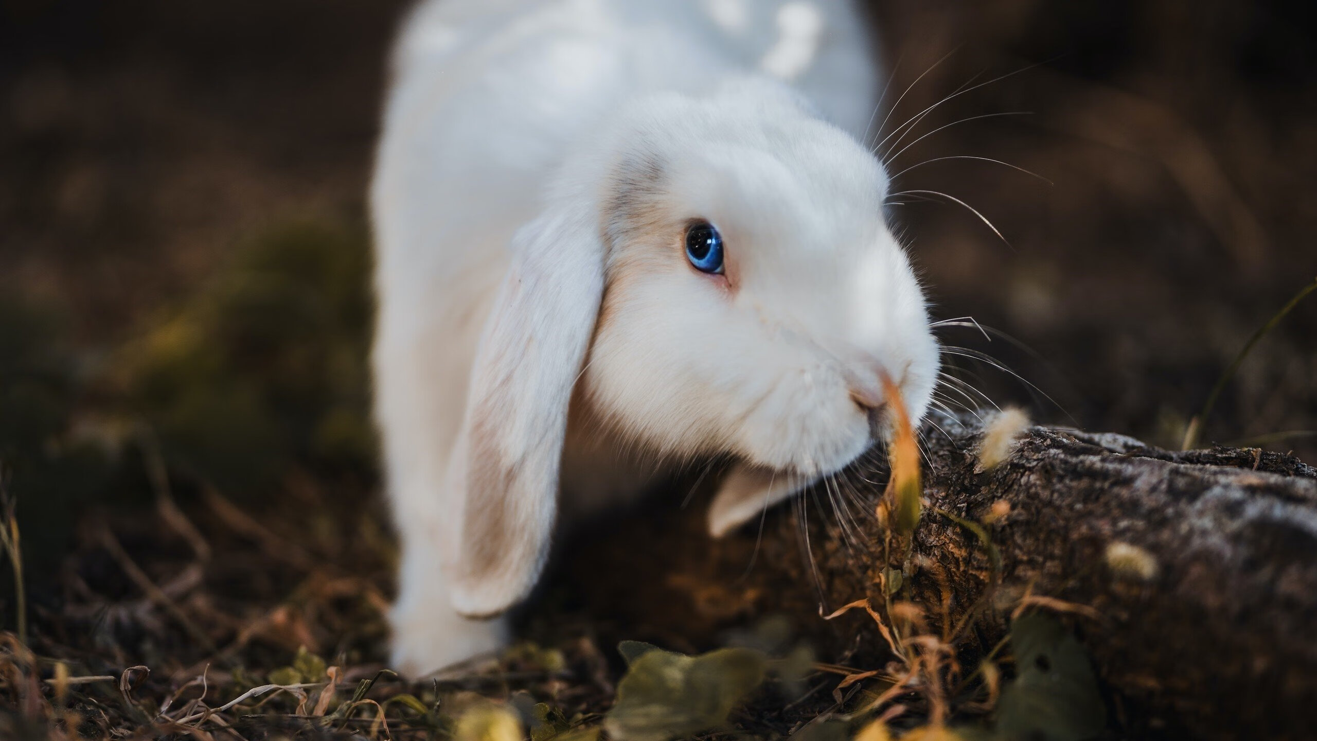 威尔士男队的青训计划未来能否成全球楷模？，威尔士球队介绍
