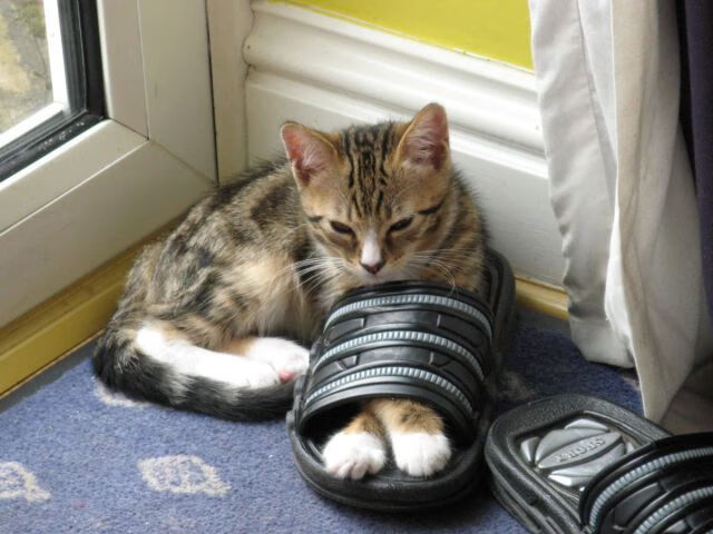 女子篮球青年队推行个性化技术训练方案,女子篮球队风采展示