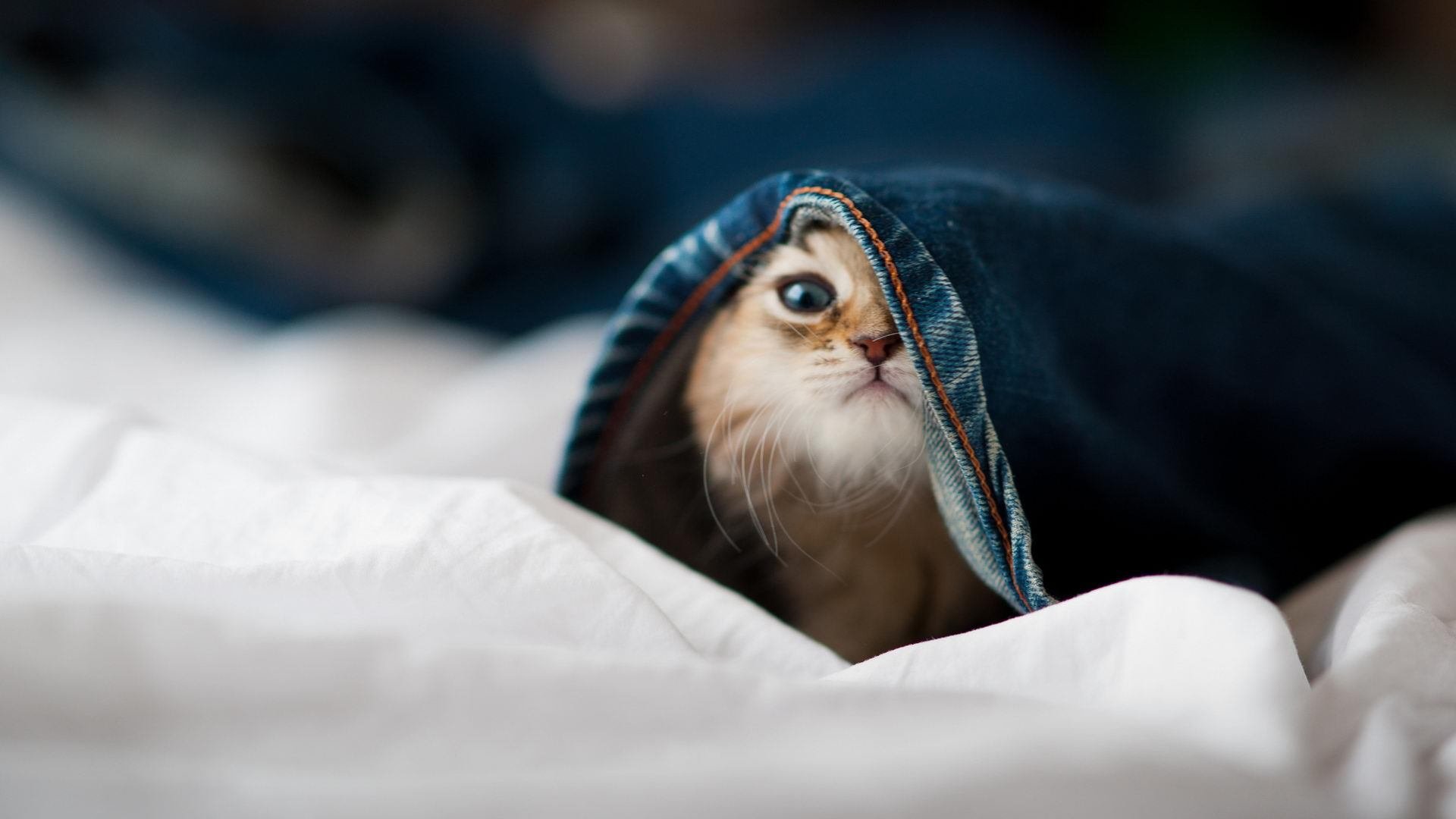 字母哥表示保持防守强度才能持续连胜，字母哥持球进攻