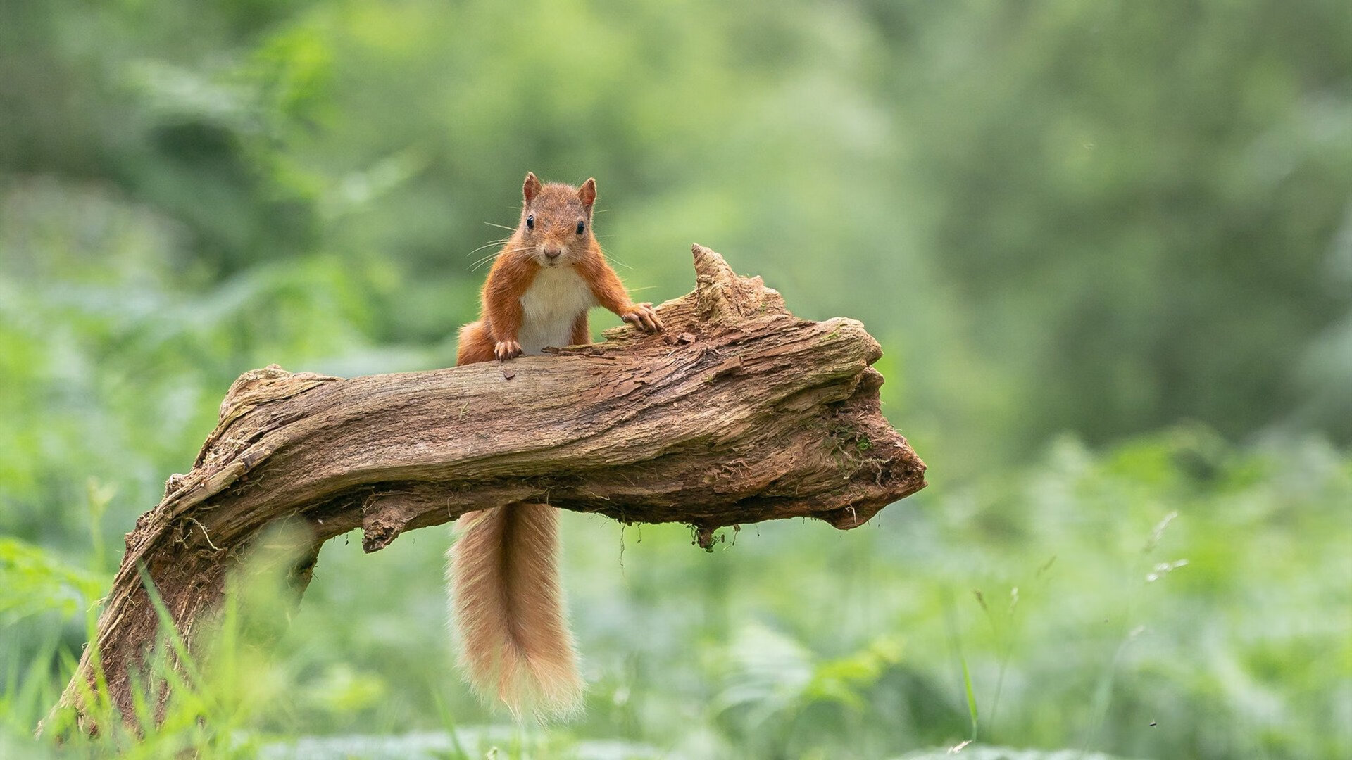 日本运动员在亚洲杯中表现亮眼,志在夺冠