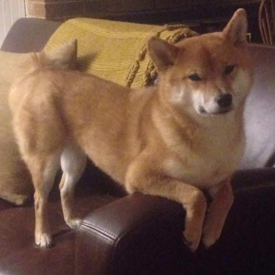 林丹谈羽坛发展称需更多耐心，林丹的羽毛球什么水平