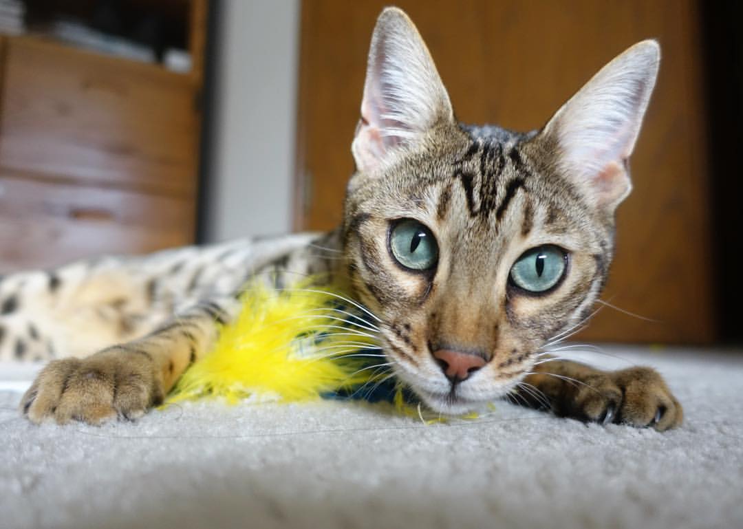 米兰双雄争夺激烈，意甲冠军悬念未解