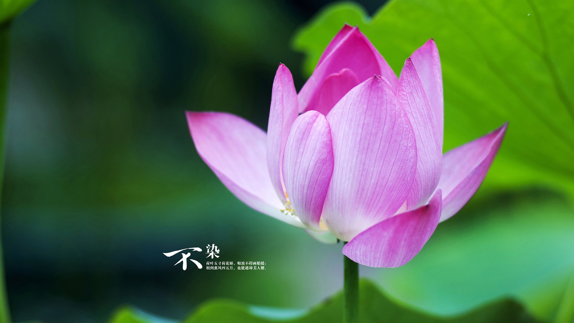 蛙泳比赛瑞士展现强劲实力,世界蛙泳冠军教学视频