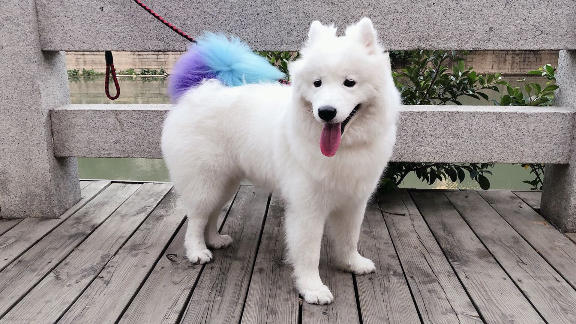 足球赛事现场音乐设计提升观众情绪反应，足球场上音乐